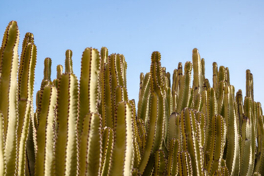 Succulents cacti on a background of blue sky.