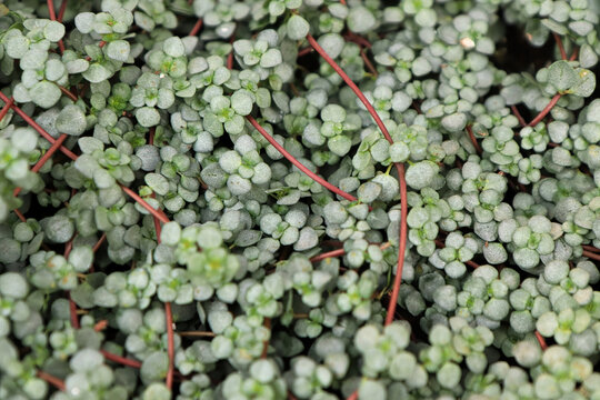 Closeup of the leaves and stems on a Baby Tears plant