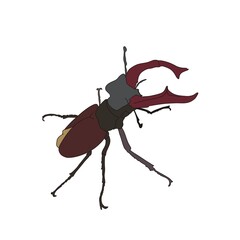 beetle isolated on white background