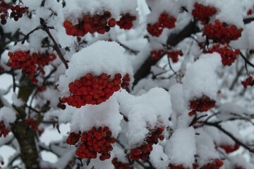 Frutos rojos nevados