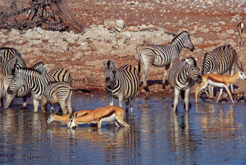 Fototapeta na wymiar Zebras and spingboks quench their thirst in a pool of water in the Etosha park.