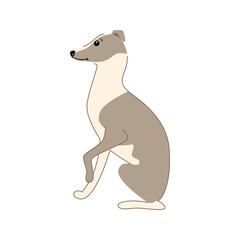 Cute dog Italian Greyhound breed isolated on white background. Vector hand drawn illustrationPrint. Vector illustration
