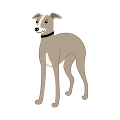 Dog of breed Italian Greyhound sits isolated on a white background. Vector hand drawn illustration