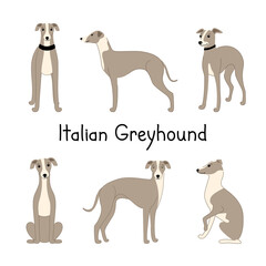 Set of dog breeds Italian Greyhound in different poses. Vector hand drawn illustration