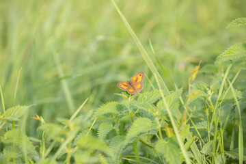 Brown and orange Amaryllis butterfly with open wings