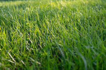 Bright summer green grass, on a sunny warm evening