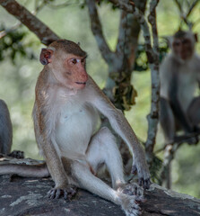 Macaque monkey in Cambodia