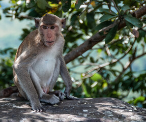 Macaque monkey in Cambodia