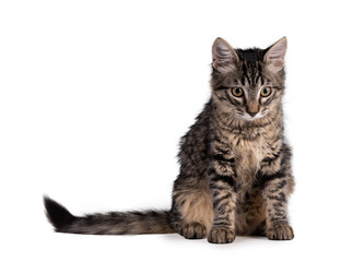 Fototapeta na wymiar Cute gray tabby kitten