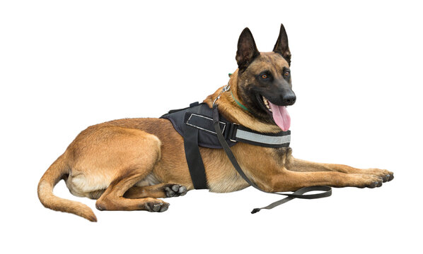 Malinois belgian shepherd guard the border. The border troops demonstrate the dog's ability to detect violations. The isolated image on a white background.