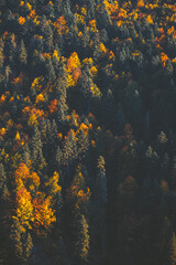 Obraz na płótnie Canvas autumn leaves on the water