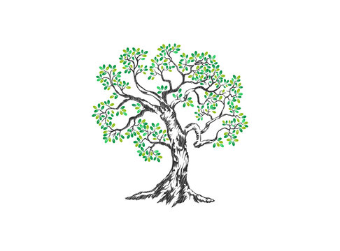 oak tree abstract vector image. great oak hand drawn, isolated on white