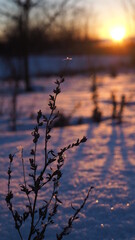 sunset in winter, snow, nature - 476928809