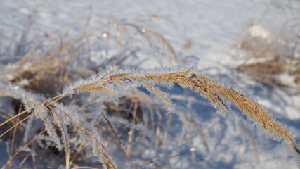 grass in the snow, winter - 476928840