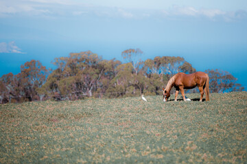 Horses grazing in a pasture on the side of a mountain in Hawaii