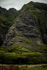 Tropical green jungles of Hawaii