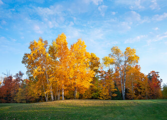 Beautiful birch and maple trees in autumn color in Michigan at sundown