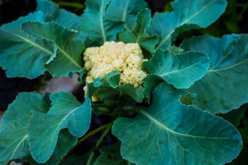cauliflower