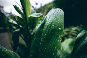 Tropical lush landscapes in Maui Hawaii