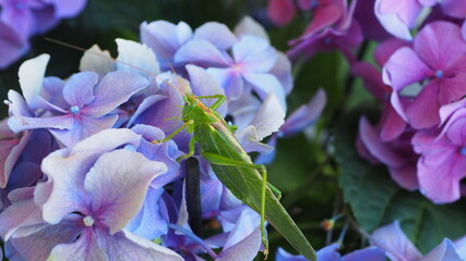 Big green grasshopper resting on colorful flowers  - 476929809