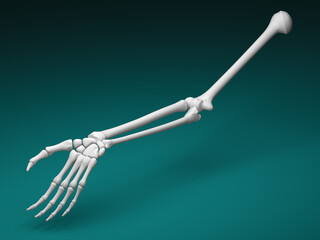 The skeletal arm. 3D Illustration.