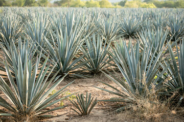 paisaje agavero de autlan de navarro jalisco