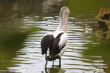 The parrot or pelican is a water bird that has a pouch under its beak, and is part of the Pelecanidae bird family.