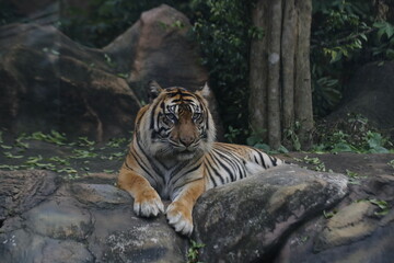 a tiger sitting on a rock