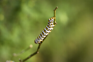 the caterpillar of a figwort monk (Shargacucullia scrophulariae)