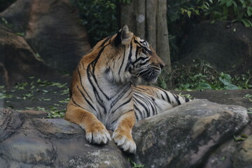 Fototapeta na wymiar a tiger sitting on a rock
