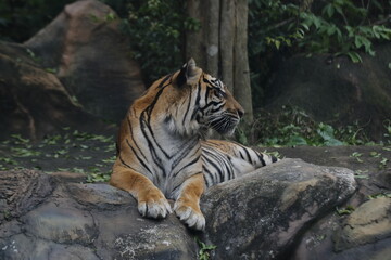 Bengal Tiger in forest show head and leg