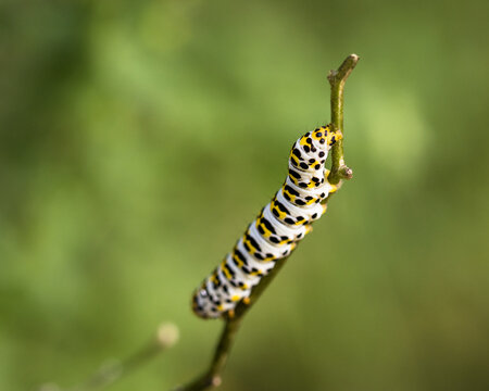 the caterpillar of a figwort monk (Shargacucullia scrophulariae)