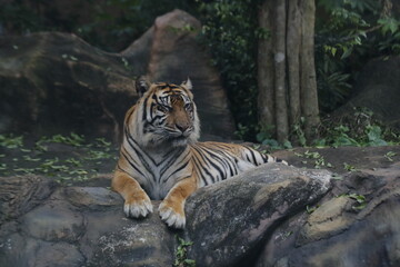 Fototapeta na wymiar Sumatran tiger at the zoo
