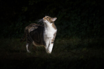 Katze im Hell Dunkel Spiel