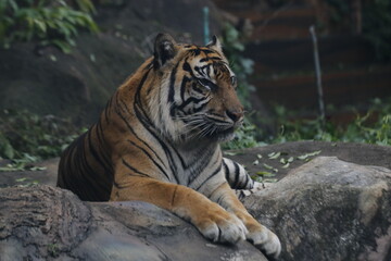 Fototapeta na wymiar Sumatran tiger at the zoo
