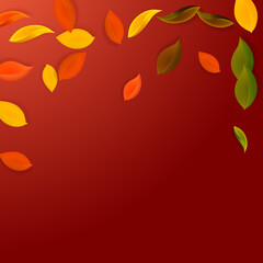 Falling autumn leaves. Red, yellow, green, brown n