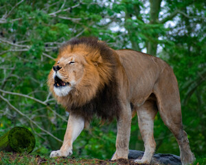 Fototapeta premium lion in the grass