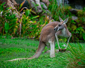 Naklejka na ściany i meble Kangaroo in the grass