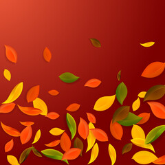 Falling autumn leaves. Red, yellow, green, brown c