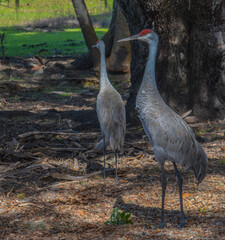 Sandhill Cranes in Myakka River State Park at Sarasota, Sarasota County, Florida