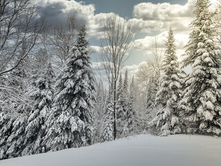 winter forest in the snow
