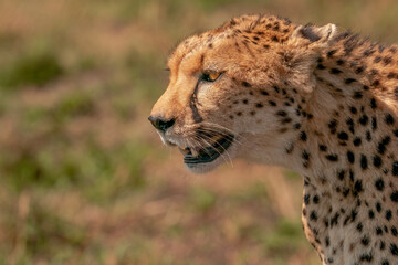 Cheetah from masai mara Kenya 