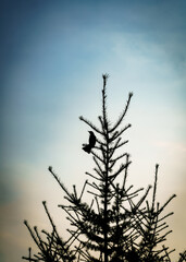 silhouette of a tree with a bird