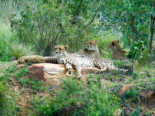 Cheetahs at rest, South Africa
