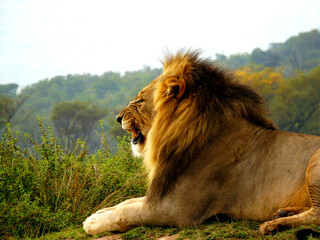 Naklejka premium Lion growling in morning light, South Africa