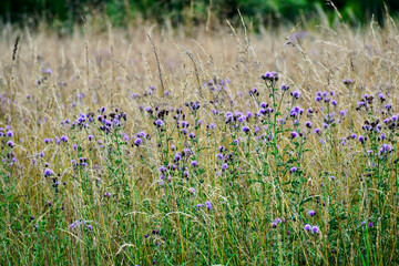 Perspective view of creeping thistle flowers in blossom, West Midlands, England, UK