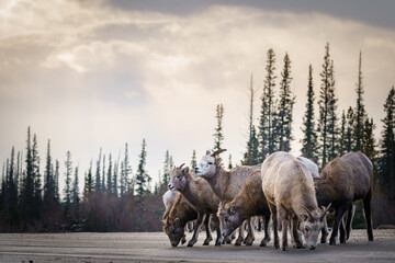 Family of Bighorn Sheep