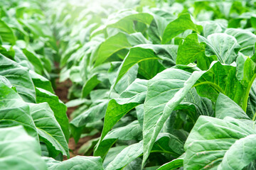 Asian gardeners grow tobacco.