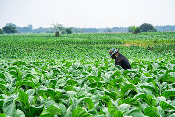 Asian gardeners grow tobacco.