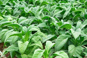 Asian gardeners grow tobacco.